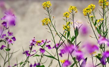 植树节演讲稿范文8篇