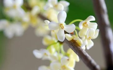 《桂花雨》教学反思桂花雨的教学反思5篇