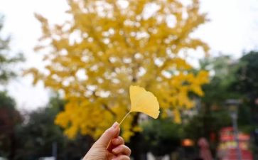 写我家的春节作文5篇