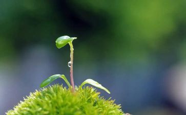 读《小草和大树》有感7篇