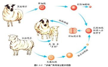 假如我会克隆小学作文4篇