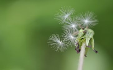 《会飞的蒲公英》读书心得范文3篇