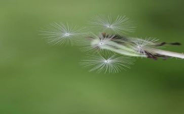 《会飞的蒲公英》读书心得范文2篇