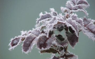 霜降节气问候语4篇