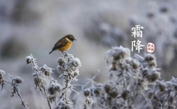 霜降节气祝福语8篇