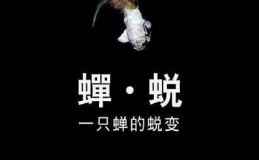 支教教师心得体会4篇