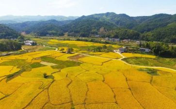 乡村医生年度个人述职报告5篇