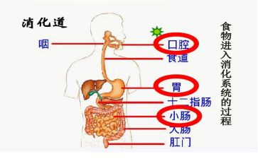 消化内科实习心得体会3篇