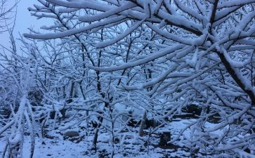 下雪的日记模板3篇