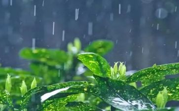 秋天的雨教案范文集合3篇