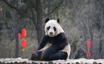 读《傅雷家书》心得例文《傅雷家书》的心得4篇