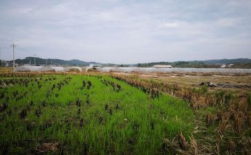 杭州中介房屋租赁合同范本7篇